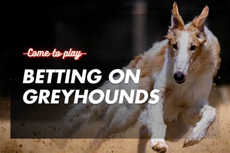 bet on greyhounds online.